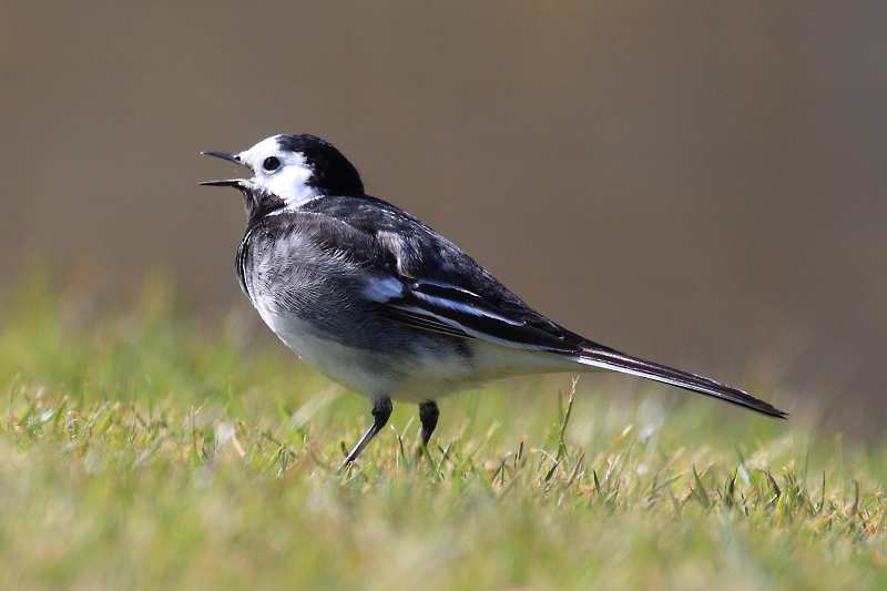 IMG_4840 Pied Wagtail.JPG
